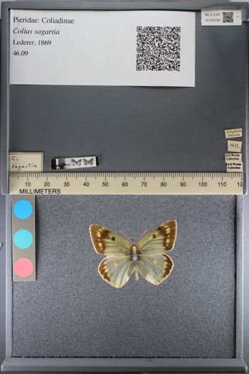 Media type: image;   Entomology 193793